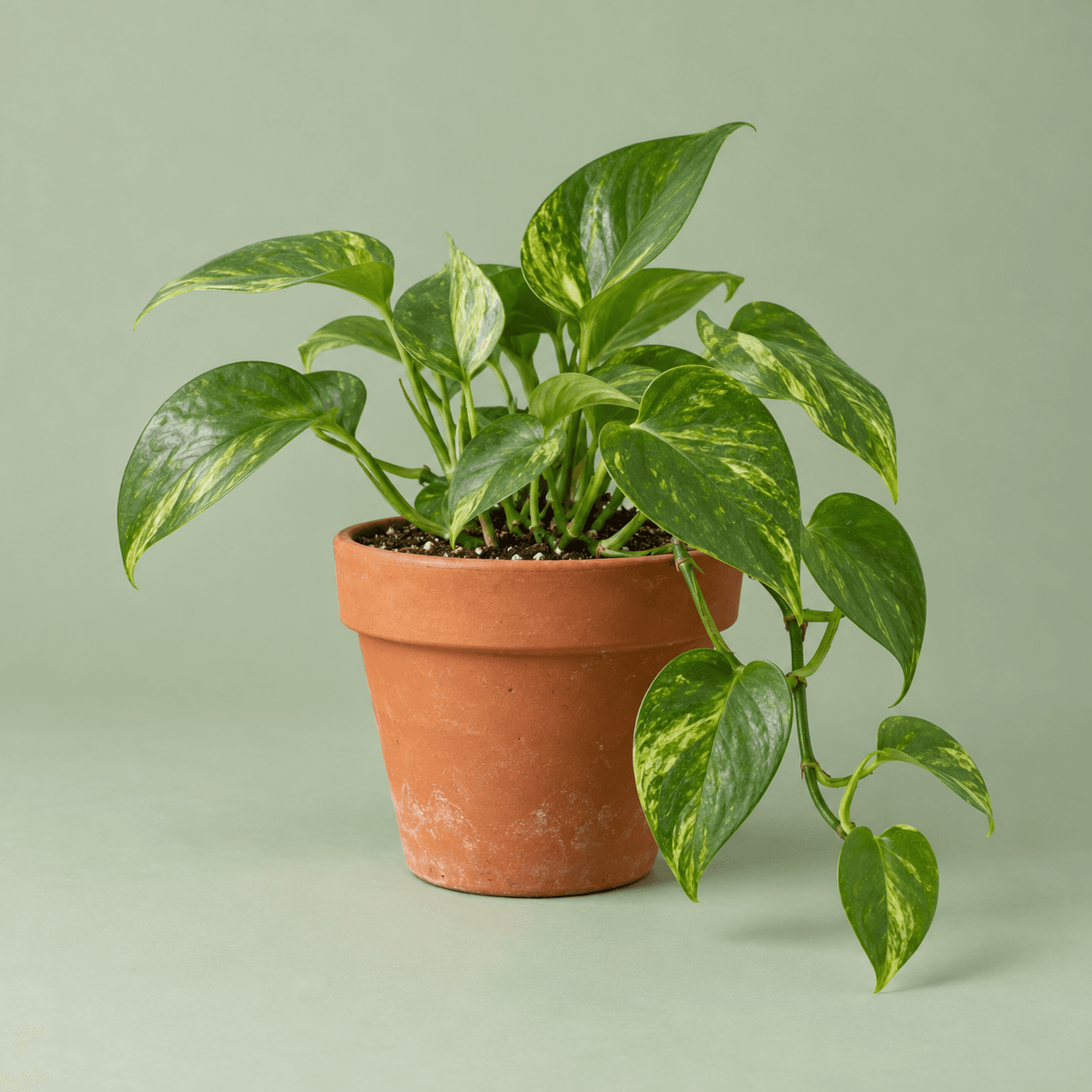Trailing pothos for your windowsill